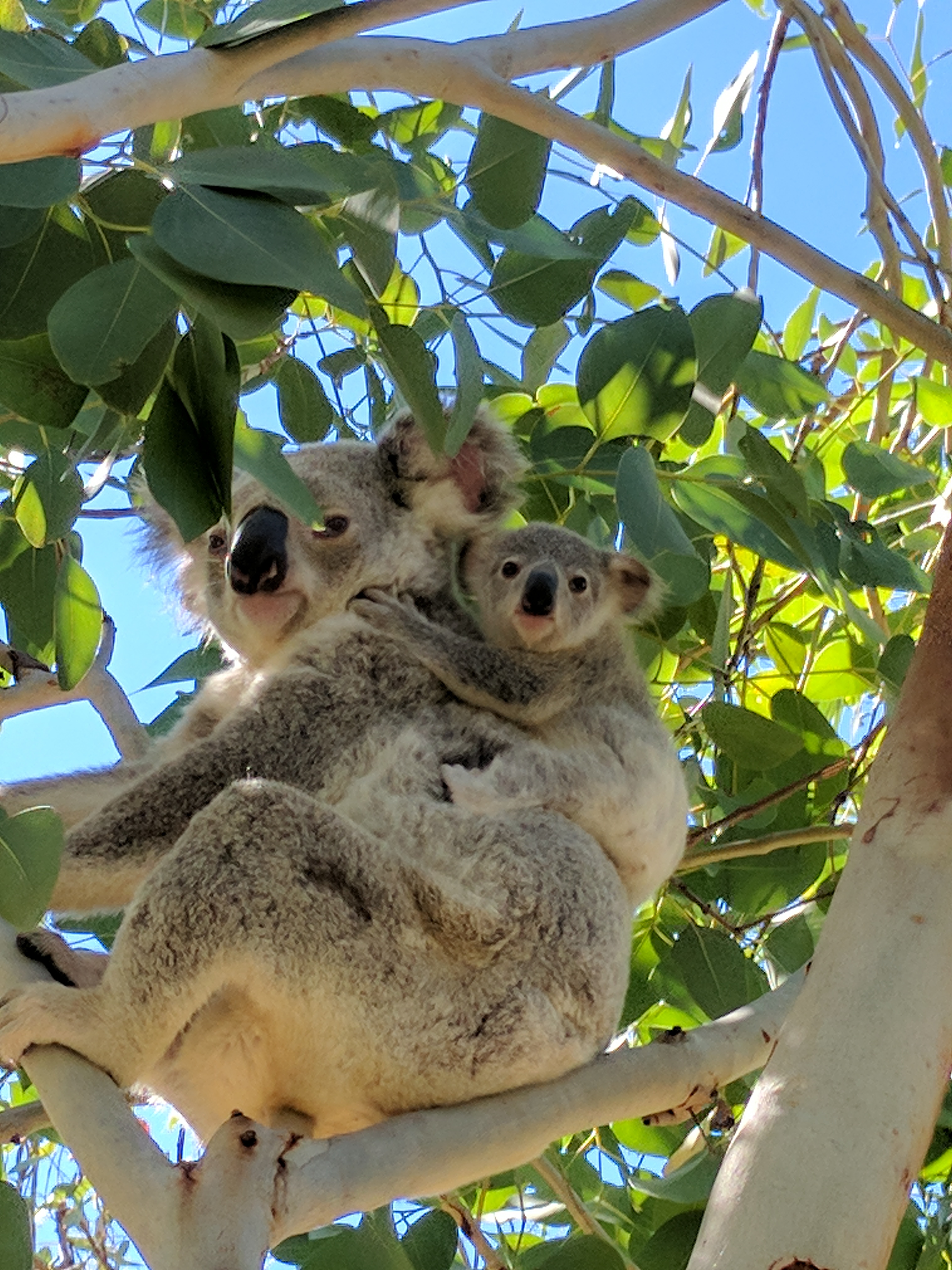 About Magnetic - Magnetic Island Tours