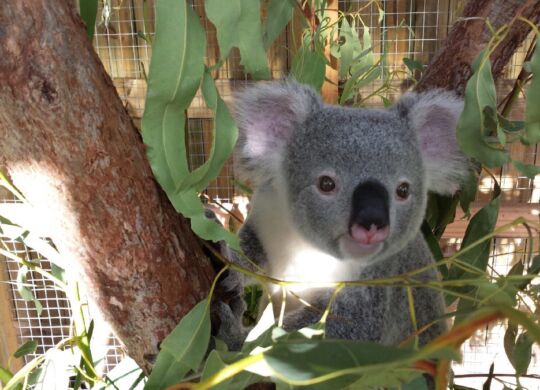 Koala on Magnetic Island sitting in tree looking at camera